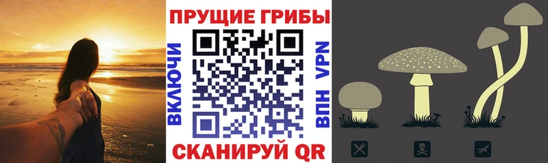 Купить  Чёрмоз  Галлюциногенные грибы Psilocybe 
